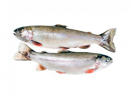 Форель с/м б/г Турция